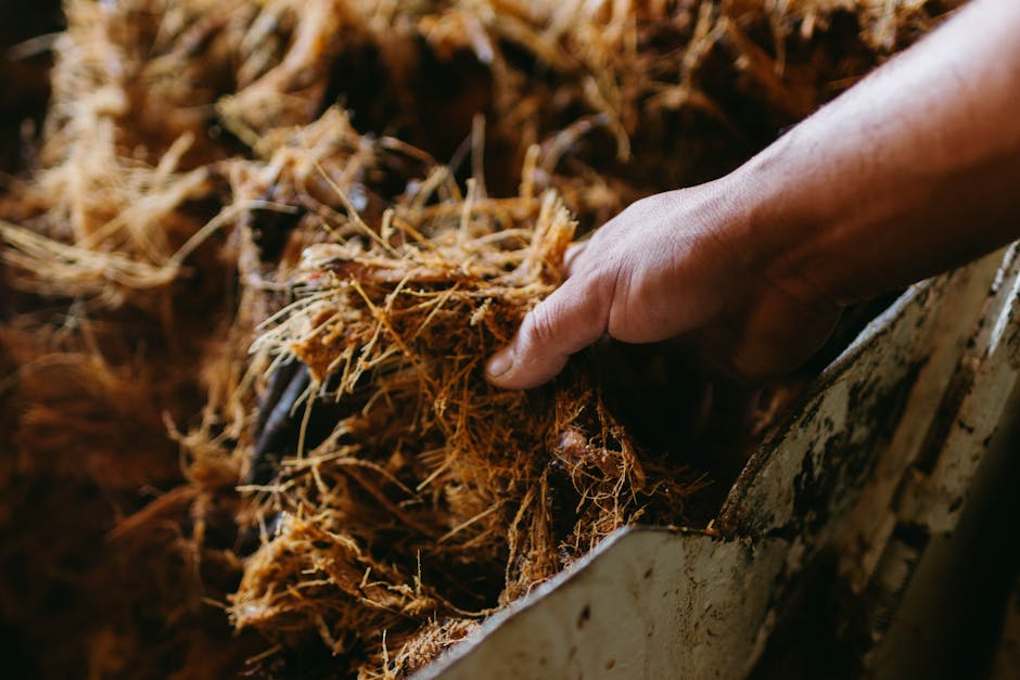 mezcal tequila agave mexico traditional culture