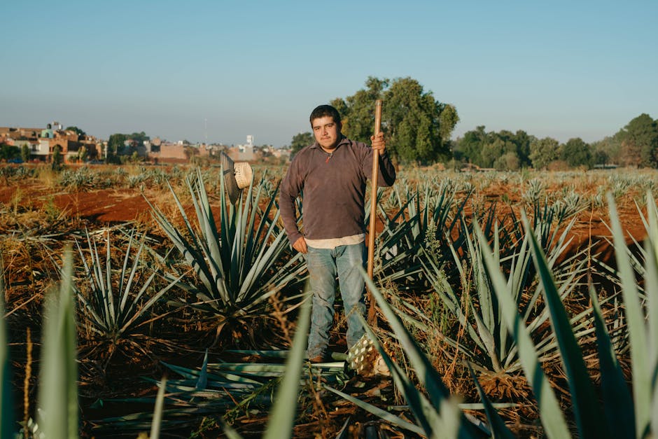 blue agave field Jalisco Mexico jimador harvesting tequila