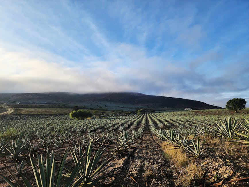agave field Mexico tequila mezcal blue agave landscape