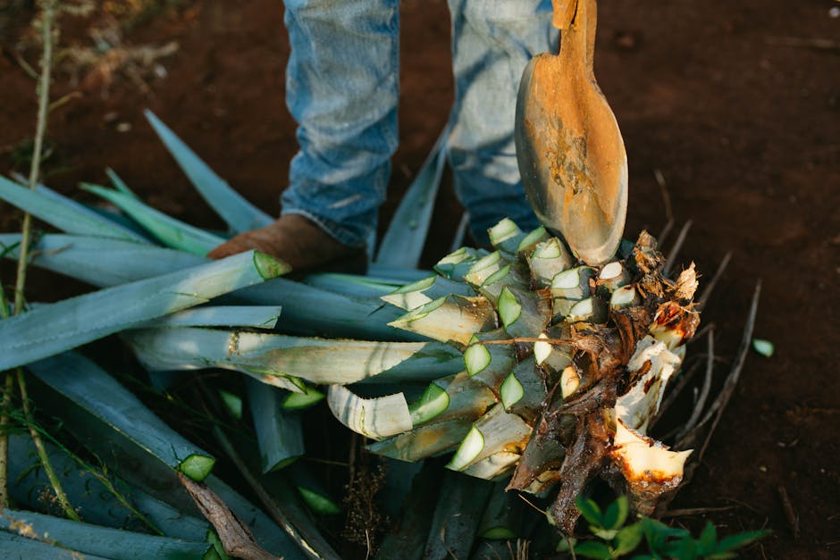 agave plant Mexico mezcal tequila production traditional