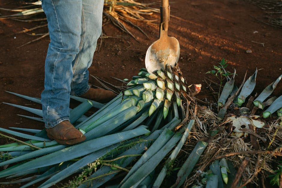 agave field tequila Mexico blue agave harvest