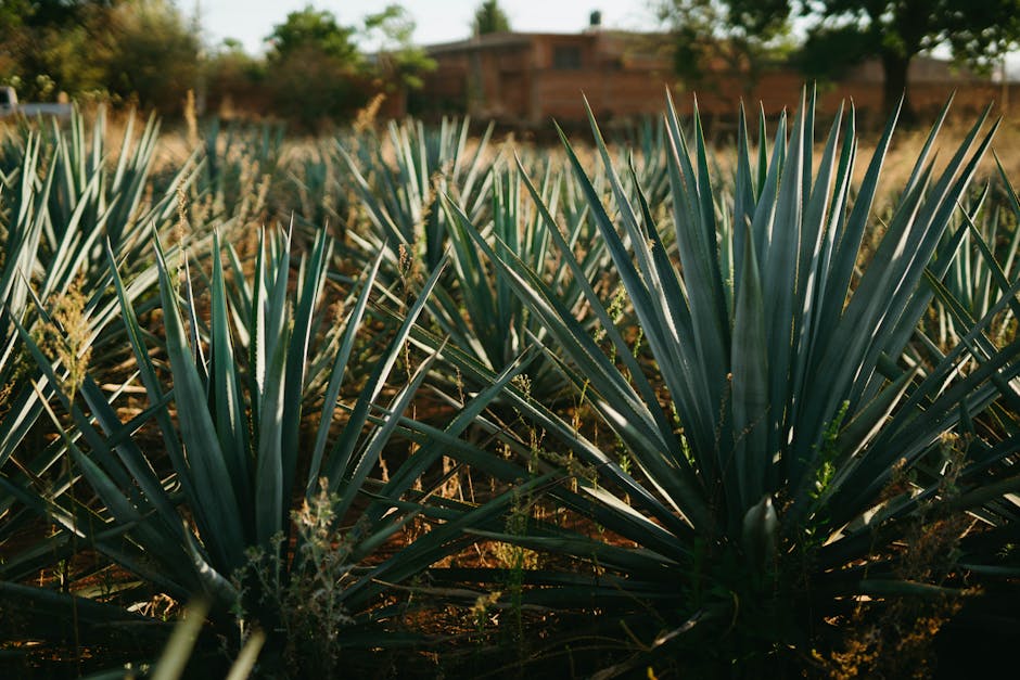 tequila bottle agave field Jalisco Mexico sunset rustic cantina