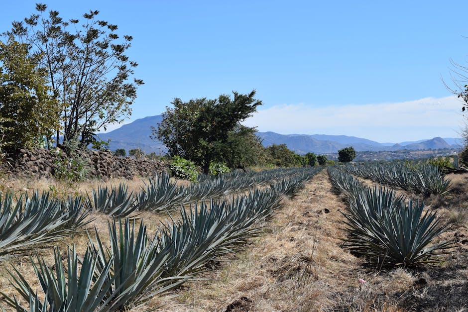 agave field tequila mexico blue agave landscape