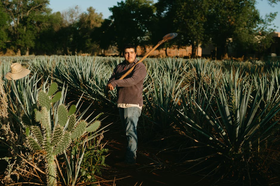 Mexican tequila bottle agave field Jalisco sunset
