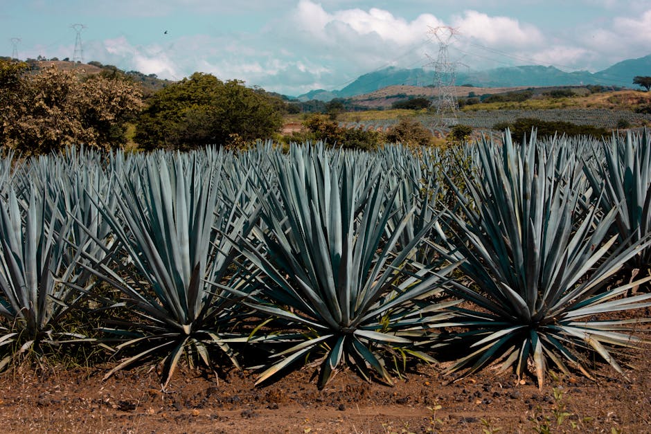 agave field Mexico tequila blue agave landscape
