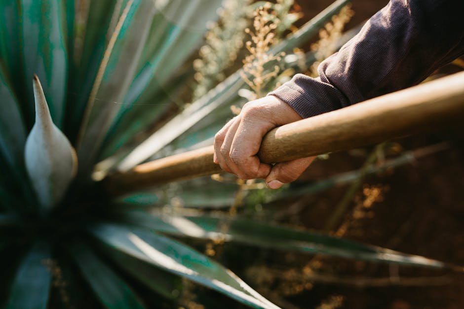 blue agave fields Jalisco Mexico tequila production jimador