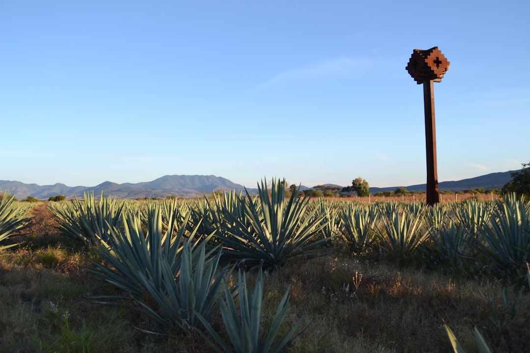 mezcal production oaxaca mexico agave roasting pit