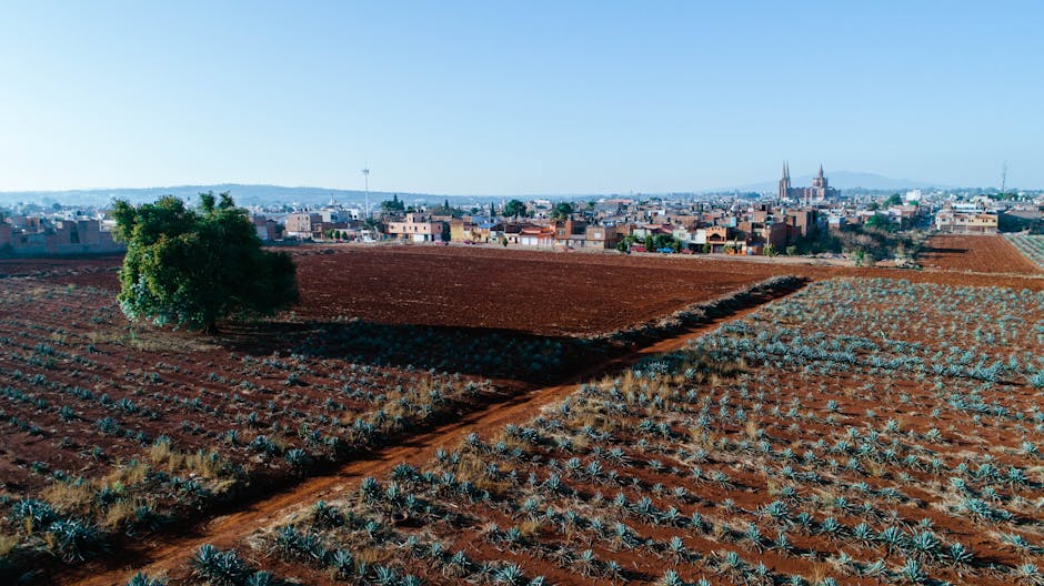 tequila blue agave jalisco landscape fields