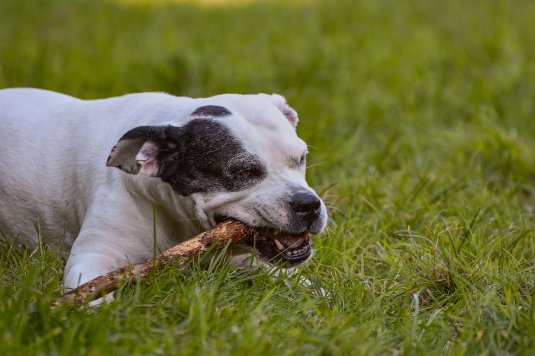 bully sticks for dogs, natural dog chews close-up