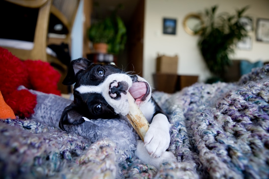 dog chewing bully stick safely, bully stick holder accessory