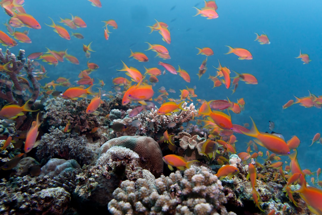 snorkeling coral reef, tropical underwater fish
