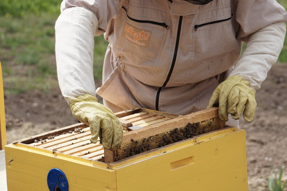 beehive inspection, beekeeper suit, Langstroth hive frames